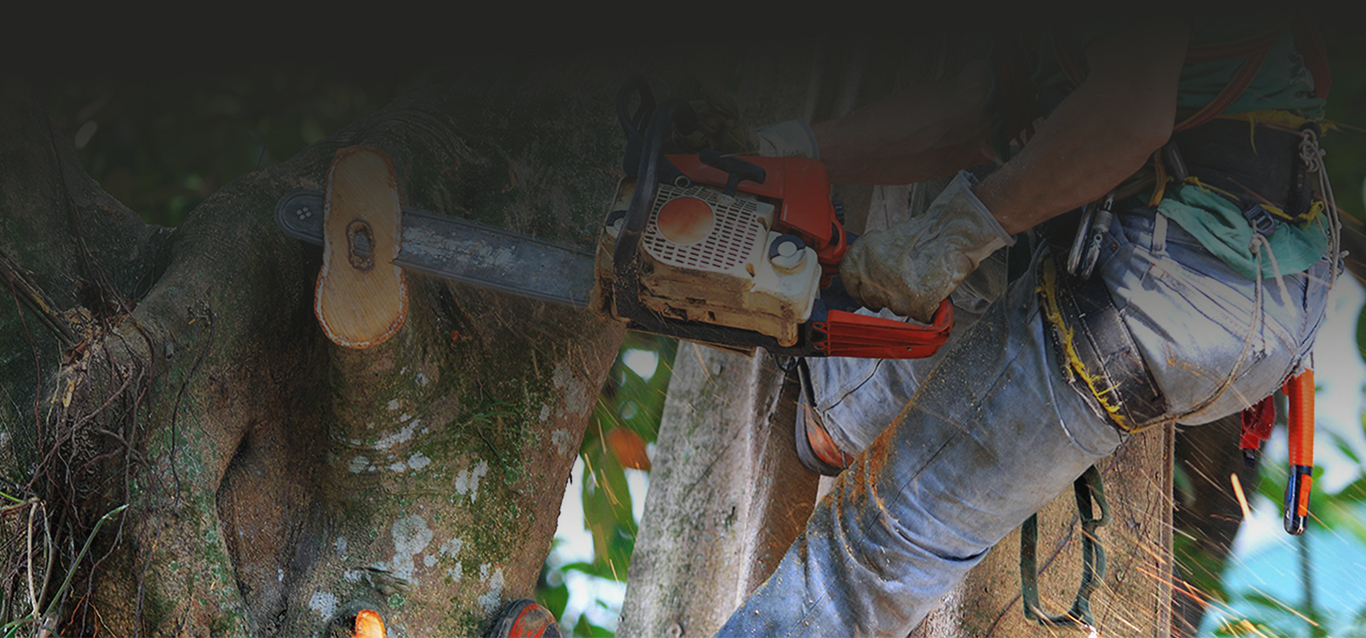 About Branch Management Tree Services