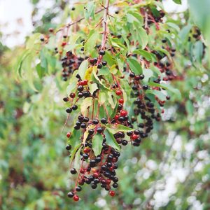 Black Cherry