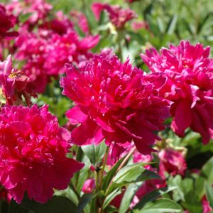 Karl Rosenfeld Peony