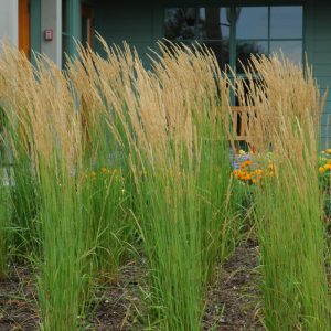 Karl Foerster Reed Grass