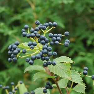 Blue Muffin Viburnum