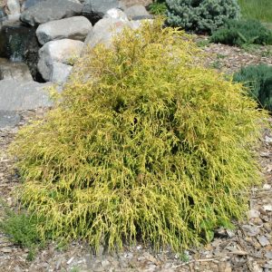 King's Gold Falsecypress