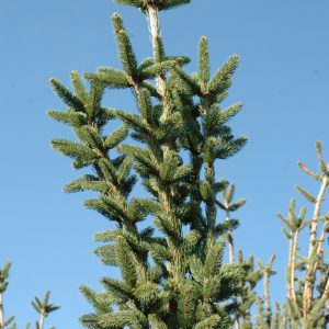 Columnar Norway Spruce