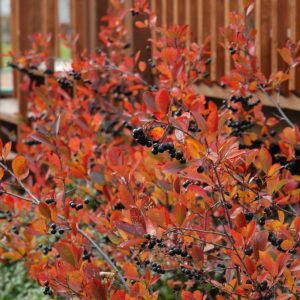 Autumn Magic Black Chokeberry