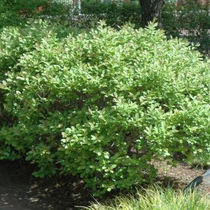 Jim Dandy Winterberry
