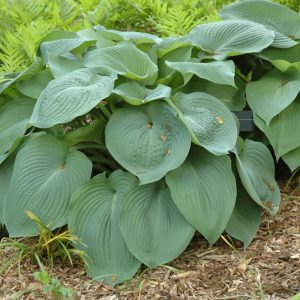Big Daddy Hosta