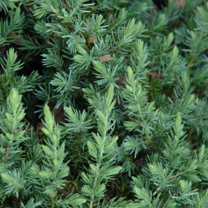 Blue Pacific Shore Juniper
