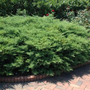 Kallay's Compact Juniper