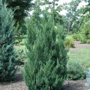 Blue Point Juniper