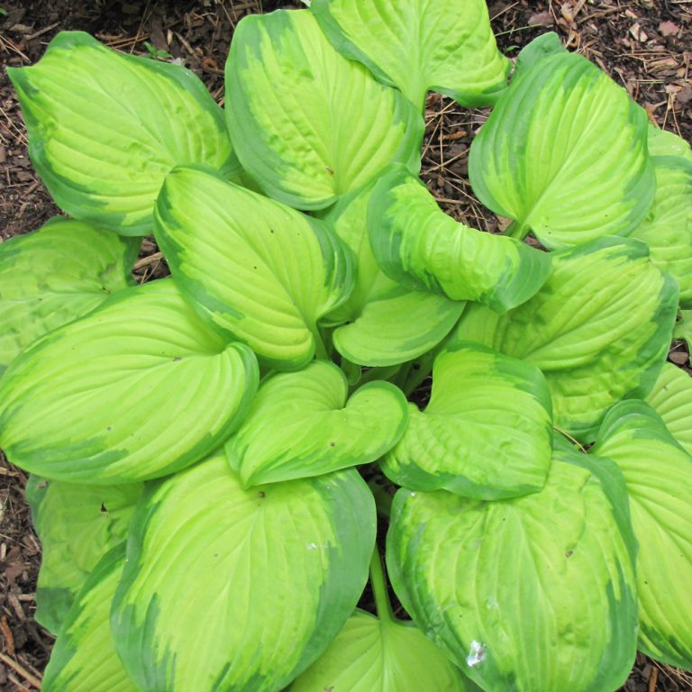 Stained Glass Hosta Indy Plants