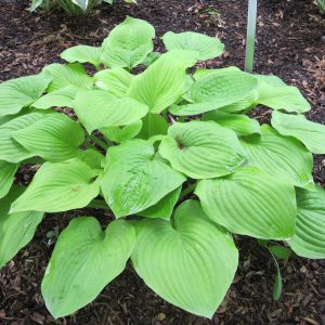 August Moon Hosta