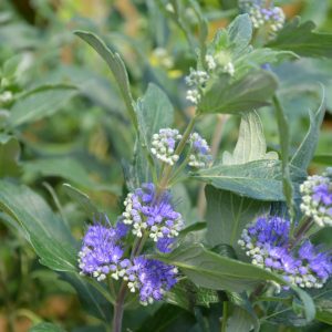 Beyond Midnight Caryopteris