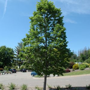 Boulevard Linden