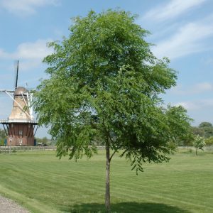 Kentucky Coffeetree