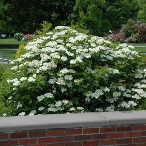 Bailey Compact Highbush Cranberry
