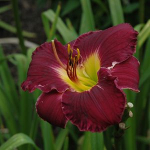 Bela Lugosi Daylily