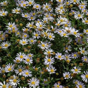 Blue Star Japanese Aster