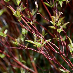 Bailey's Red Twig Dogwood