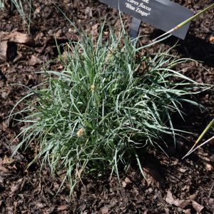 Blue Zinger Blue Sedge