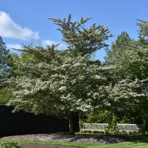 Winter King Hawthorn