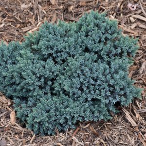 Blue Star Juniper