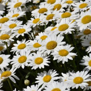 Becky Shasta Daisy