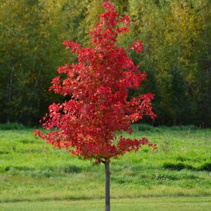 Wildfire Black Gum