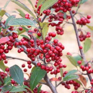 Brilliantissima Red Chokeberry