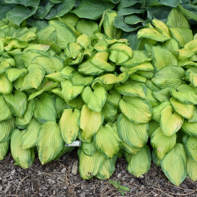 Stained Glass Hosta Indy Plants