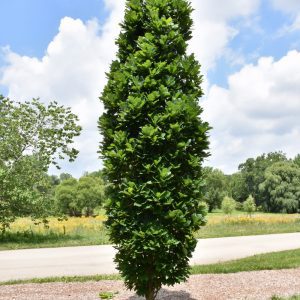 Kindred Spirit Oak