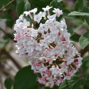 Judd's Viburnum