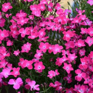 Kahori Pink Pinks