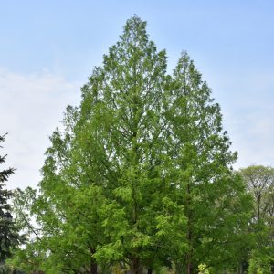 Baldcypress