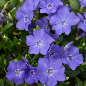 Bowles Periwinkle