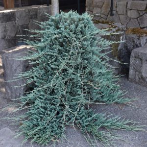 Blue Rug Juniper
