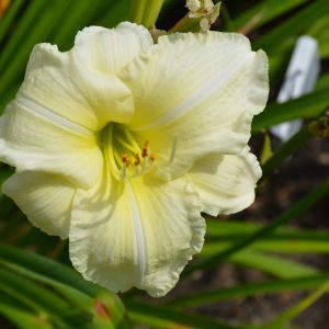 Joan Senior Daylily