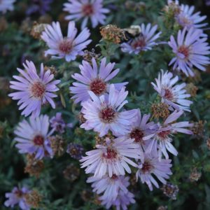 Woods Blue Aster