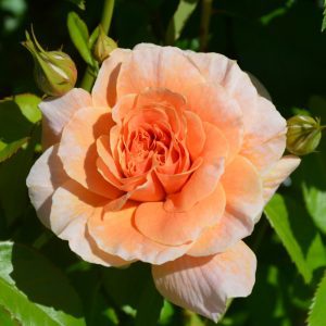 At Last Rose