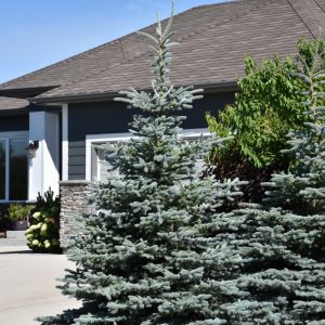 Baby Blue Blue Spruce