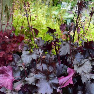 Black Pearl Coral Bells