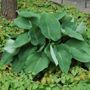 Blue Angel Hosta