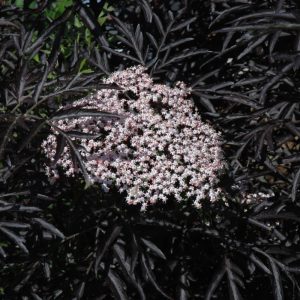 Black Lace Elder