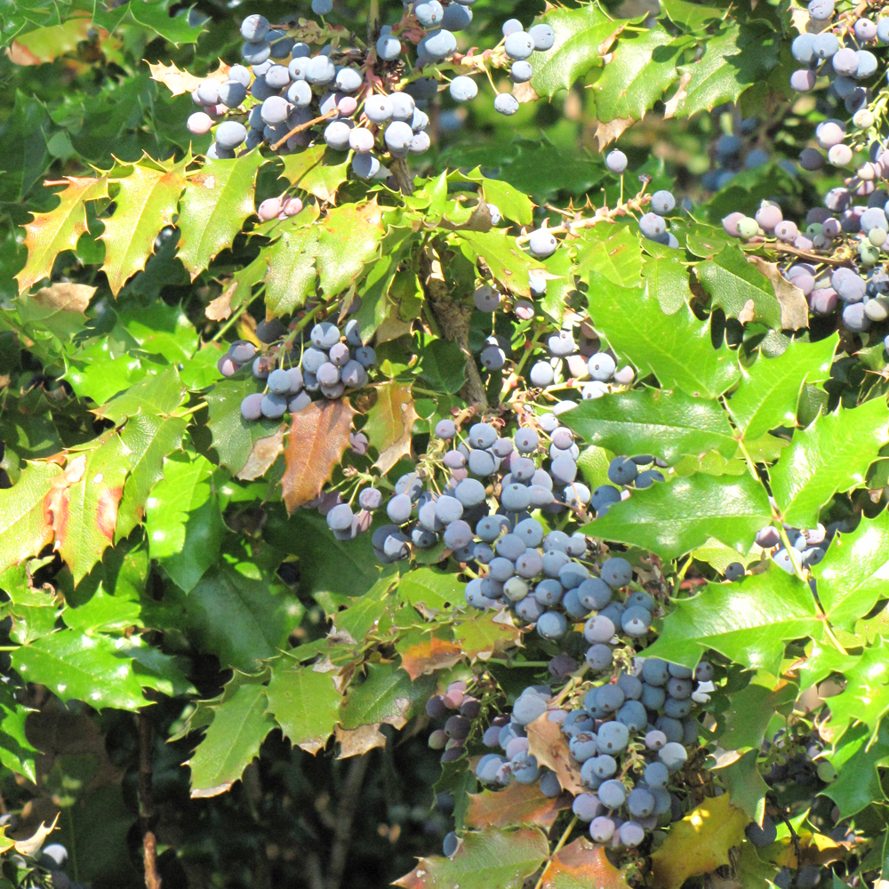 Oregon Grape Indy Plants