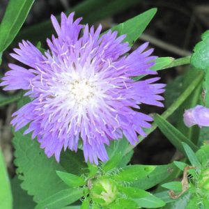 Blue Danube Aster