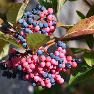 Brandywine Viburnum