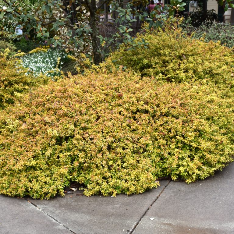Kaleidoscope Abelia | Indy Plants