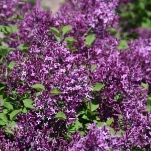 Bloomerang Dark Purple Lilac