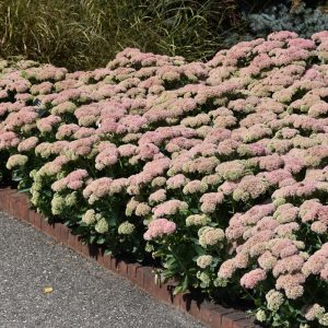 Autumn Joy Stonecrop