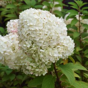 Bobo Hydrangea