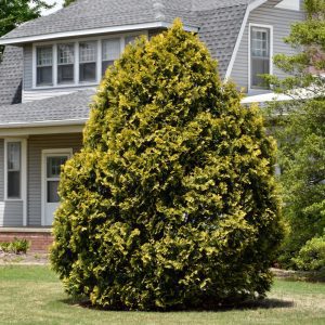 Yellow Ribbon Arborvitae
